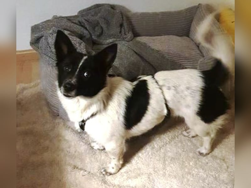 HOSHI hofft auf ein liebevolles Zuhause