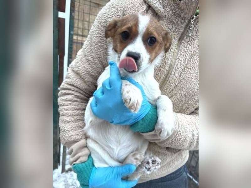 ANGEL,  kleines Hundekind braucht Wärme