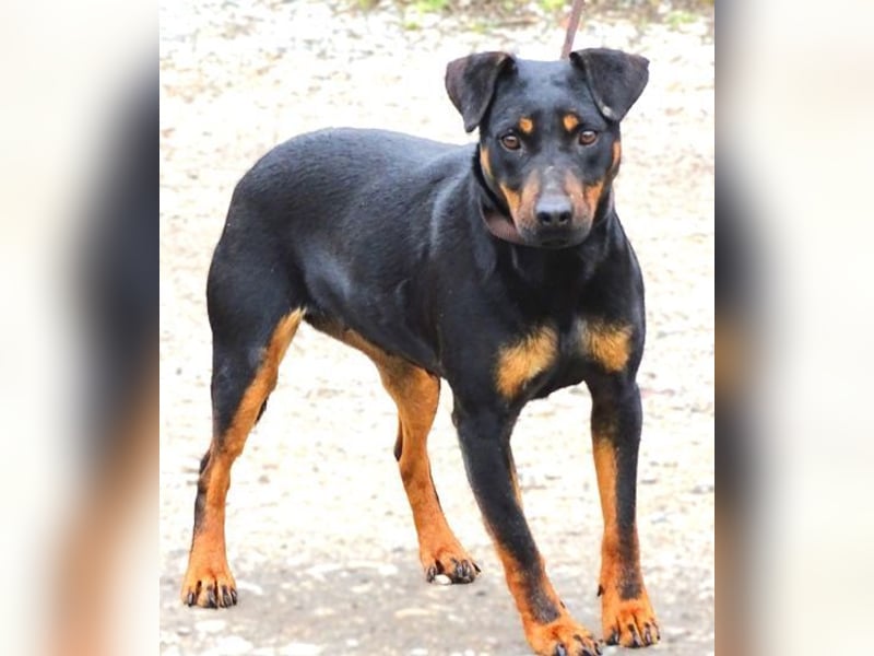 TILLY ist eine ganz entzückende Hündin