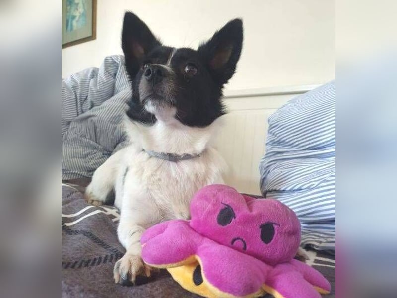 HOSHI hofft auf ein liebevolles Zuhause
