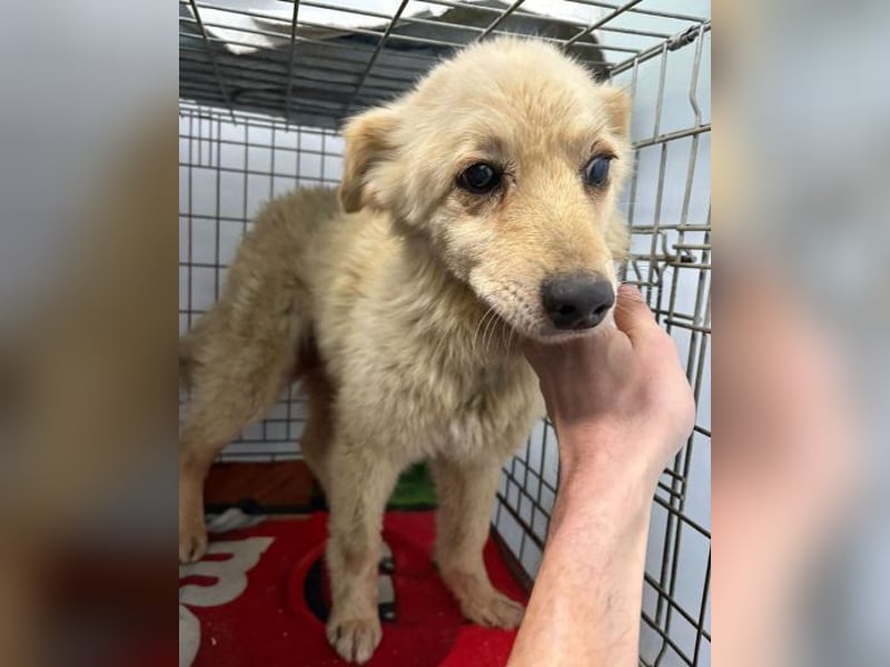 TEDDY ist dem Tod knapp entkommen