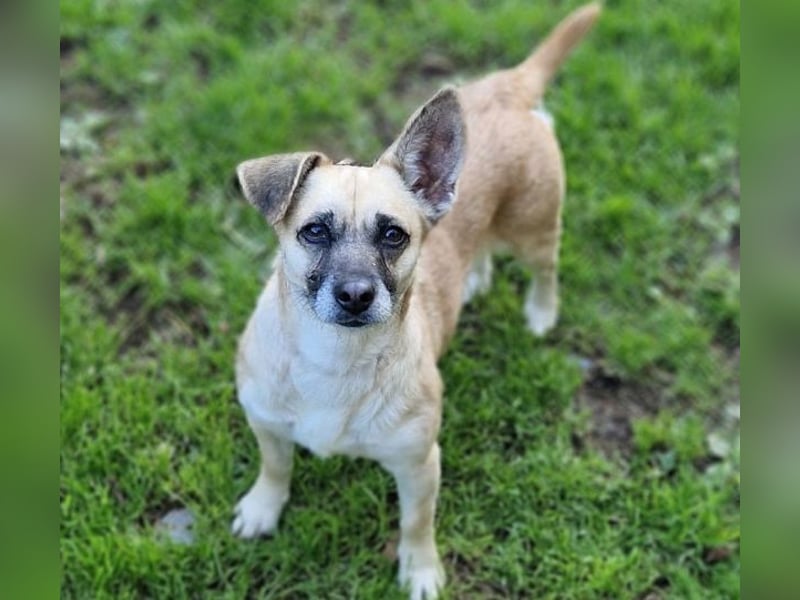 REXINA Mini-Mäuschen REXINA Mini-Mäuschen