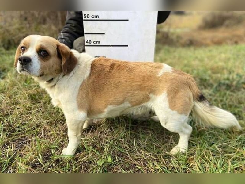 BODRI ist eine ganz sanfte Seele