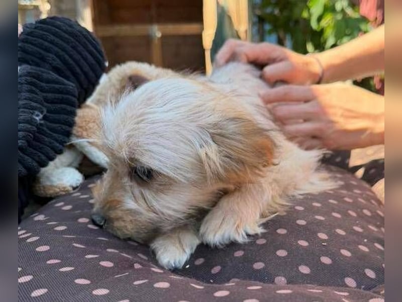 CARLOTTA , kleines Hundemädchen sucht das Glück
