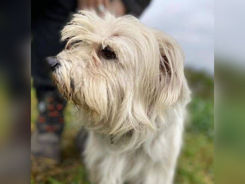 JOEY ist ein süßes Wuschelchen JOEY ist ein süßes Wuschelchen