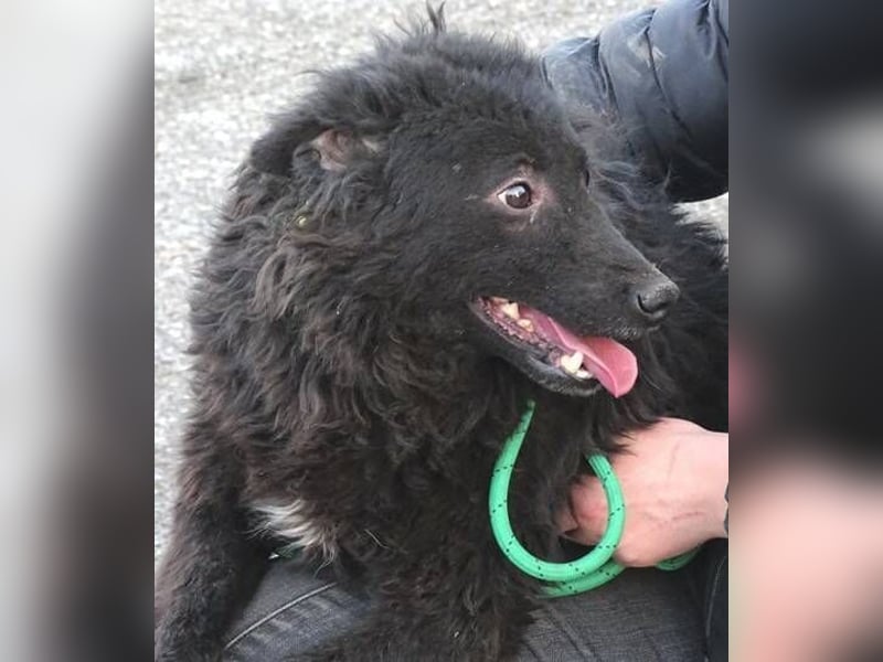 BLACKY 3 ist ein Goldschatz