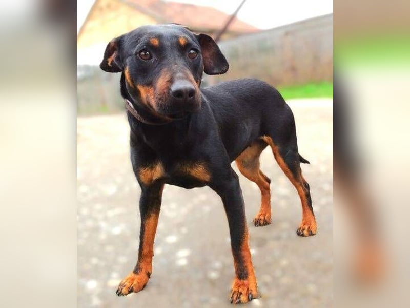 TILLY ist eine ganz entzückende Hündin