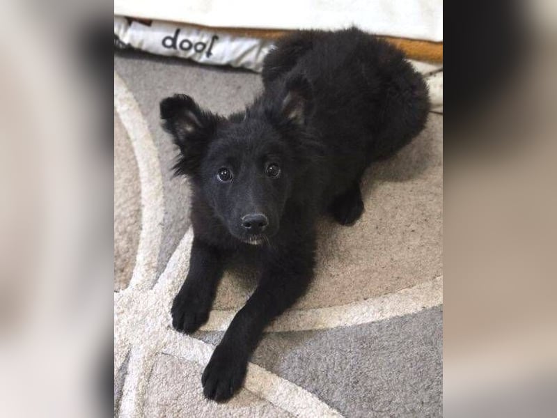 KATE ist ein zuckersüßes Plüschnäschen