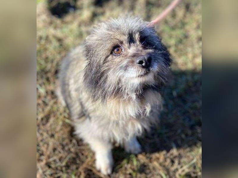 BANDY musste an der Kette leiden