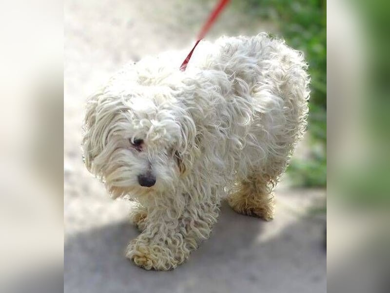 Theo, kleiner Kerl in großer Gefahr