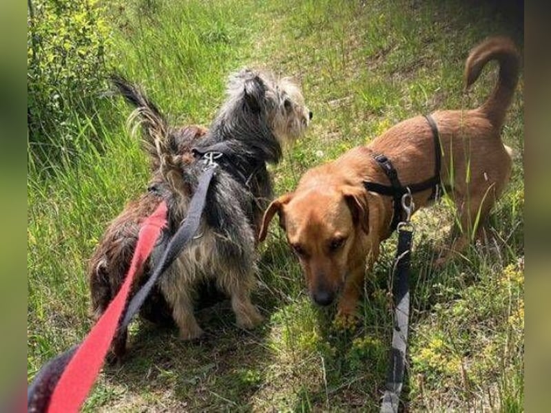 PASHA ist ein kleiner Schatz