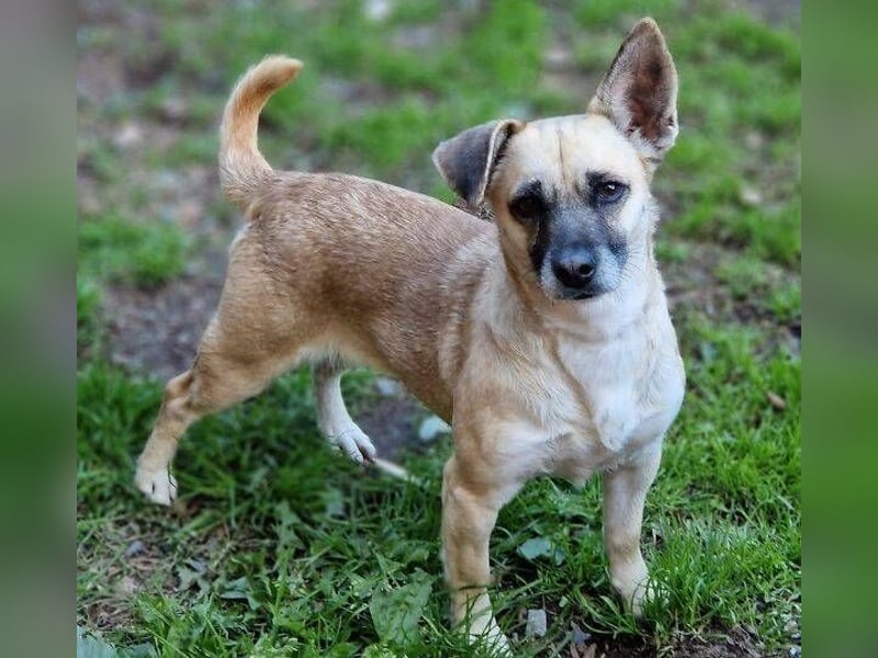 REXINA Mini-Mäuschen REXINA Mini-Mäuschen