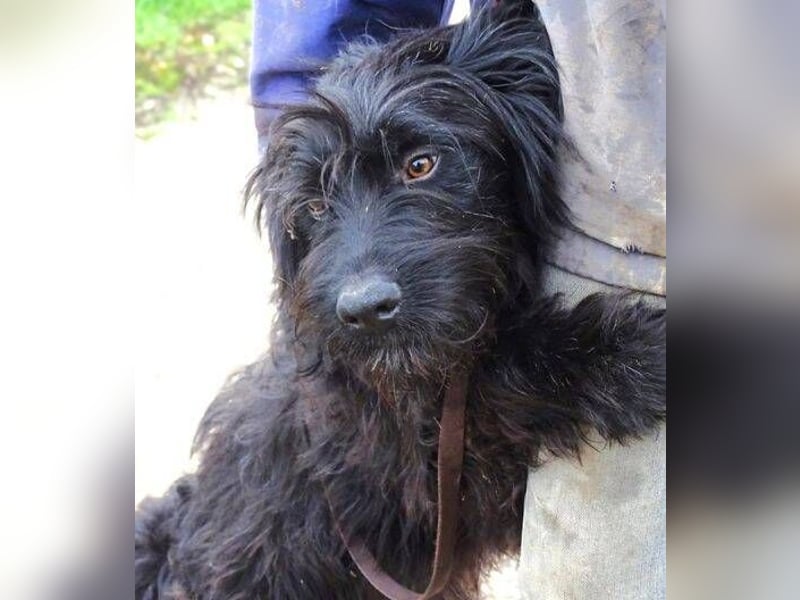 RICKY Ist ein super süßer Hundejunge