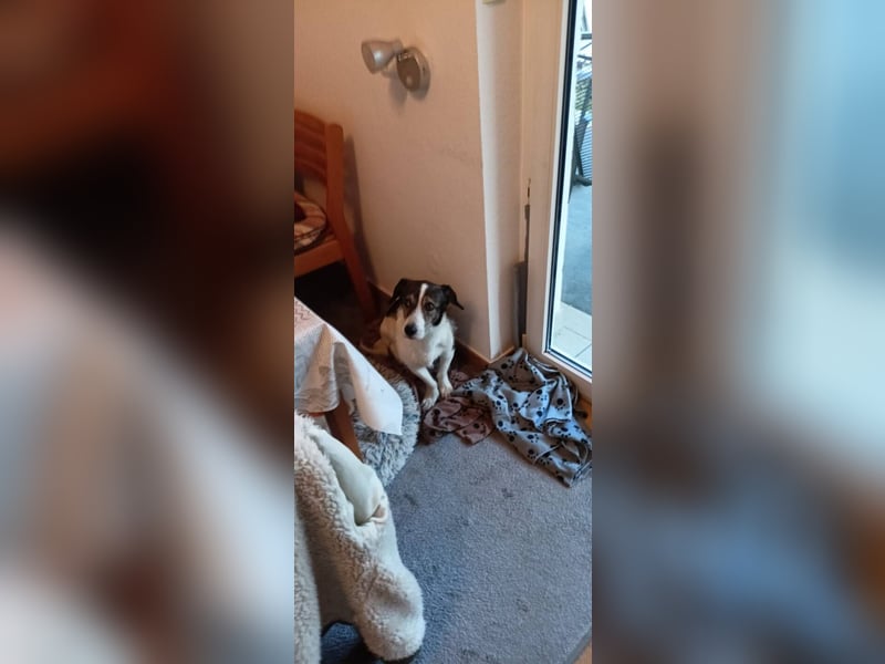 HENRY ist ein ruhiger Junge