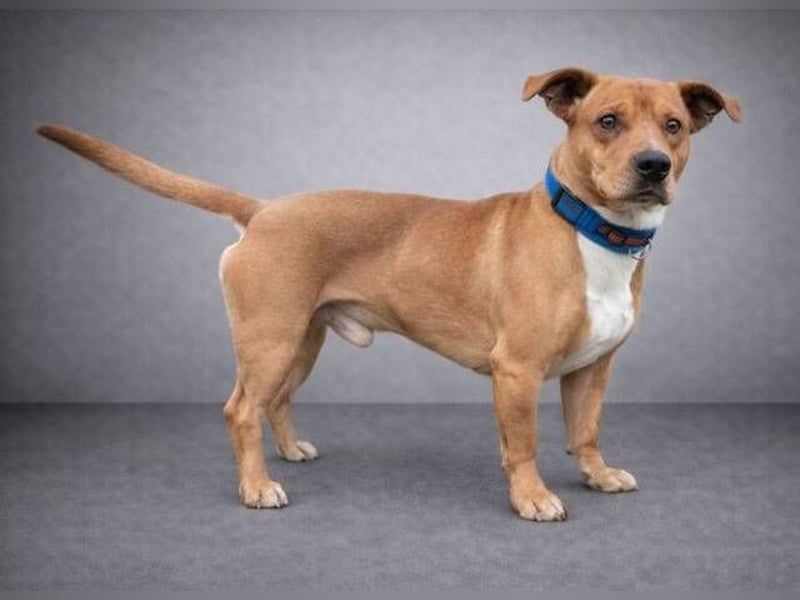 WINSTON ist ein herziger Kerl