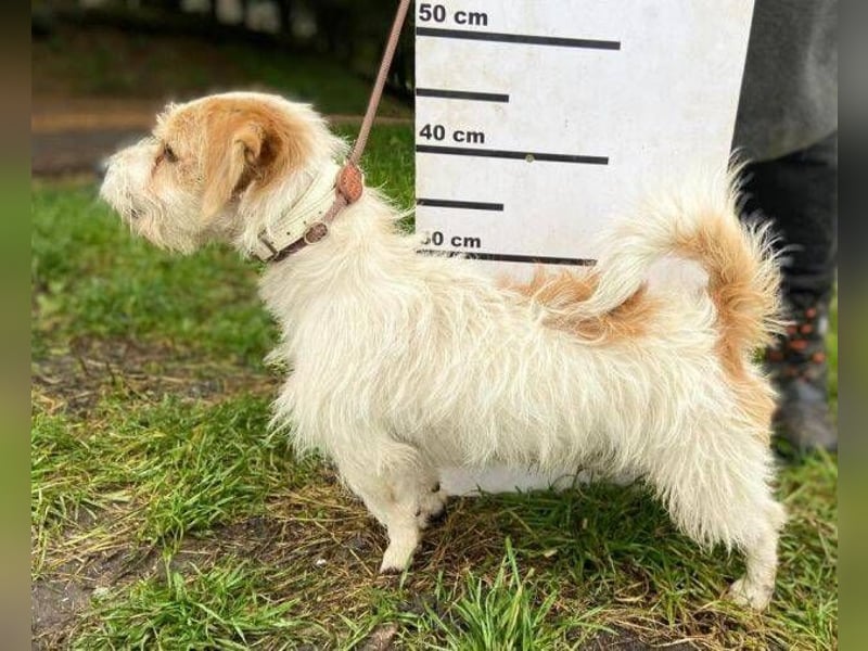 JOEY 2 wünscht sich sehnlichst ein Zuhause JOEY 2 wünscht sich sehnlichst ein Zuhause