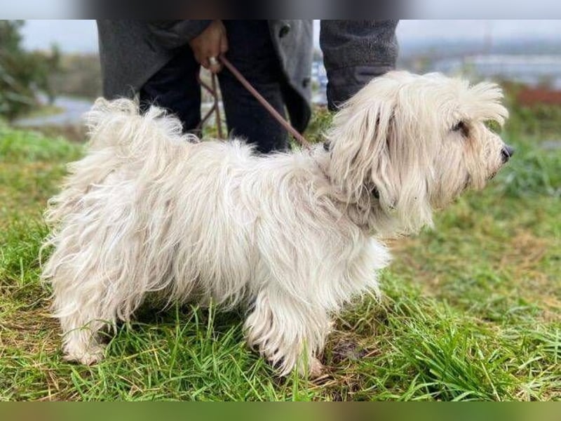 JOEY ist ein süßes Wuschelchen JOEY ist ein süßes Wuschelchen