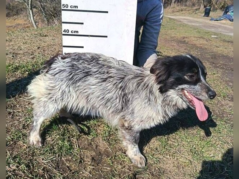 FLIPPERKA braucht ein liebevolles Zuhause
