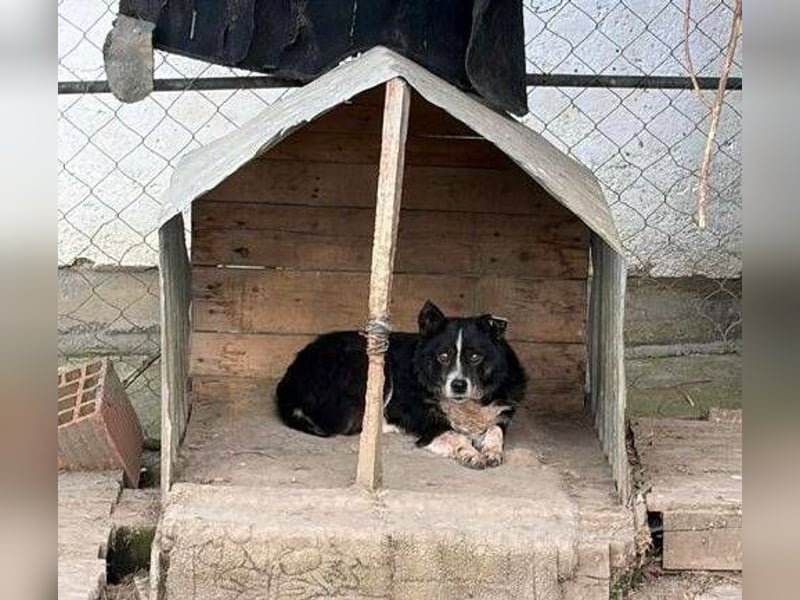 PANDA wünscht sich sehnlichst ein Zuhause