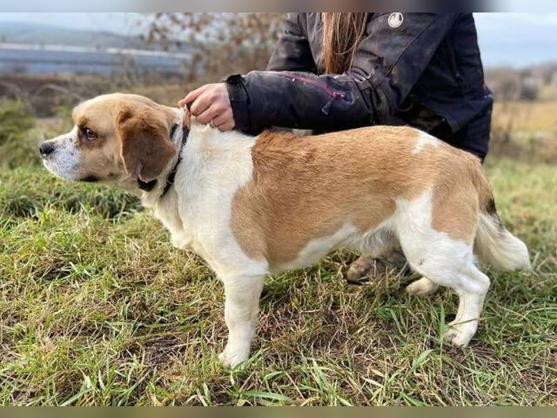 BODRI ist eine ganz sanfte Seele