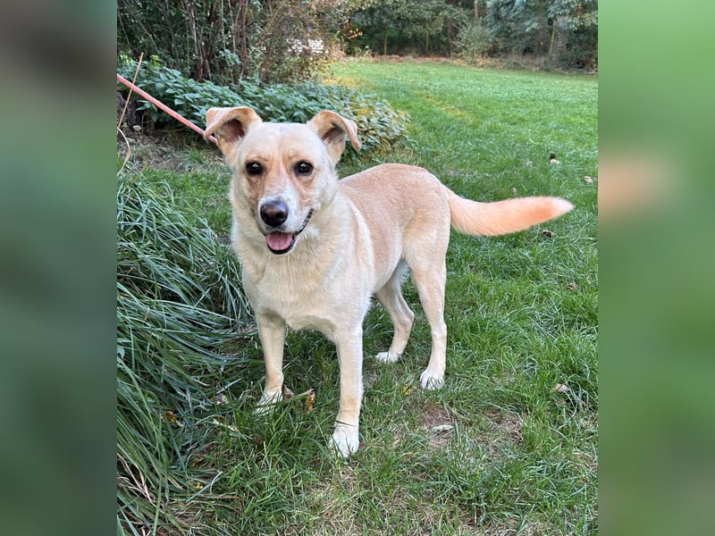 Lara, eine Hundedame auf „Zack“