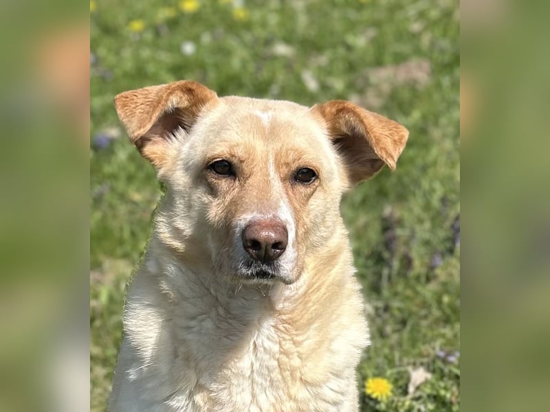 Lara, eine Hundedame auf „Zack“