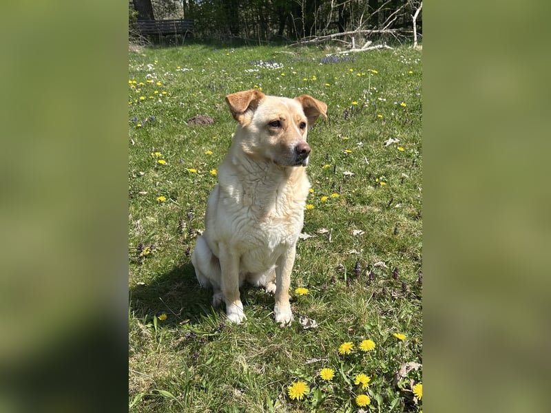 Lara, eine Hundedame auf „Zack“