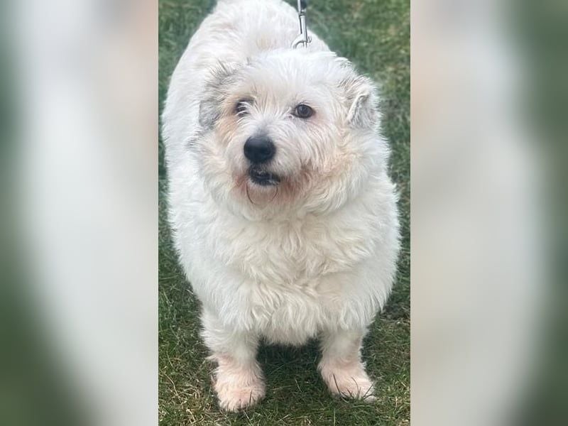 Nuri - kleine Frohnatur auf Pflegestelle in 35329 Gemünden