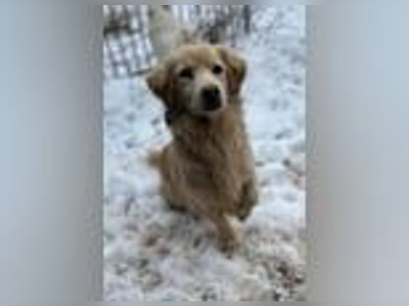 Milo - lieb und aufgeschlossen - auf Pflegestelle in 35329 Gemünden