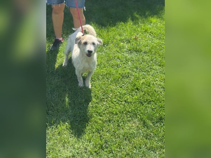 Nuri - kleine Frohnatur auf Pflegestelle in 35329 Gemünden