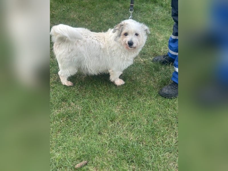 Nuri - kleine Frohnatur auf Pflegestelle in 35329 Gemünden