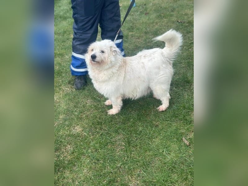 Nuri - kleine Frohnatur auf Pflegestelle in 35329 Gemünden