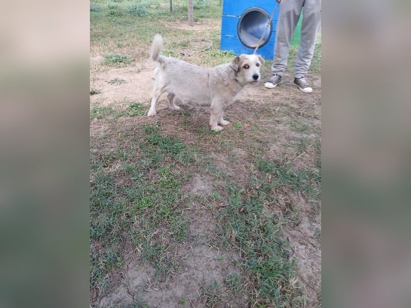 Nuri - kleine Frohnatur auf Pflegestelle in 35329 Gemünden