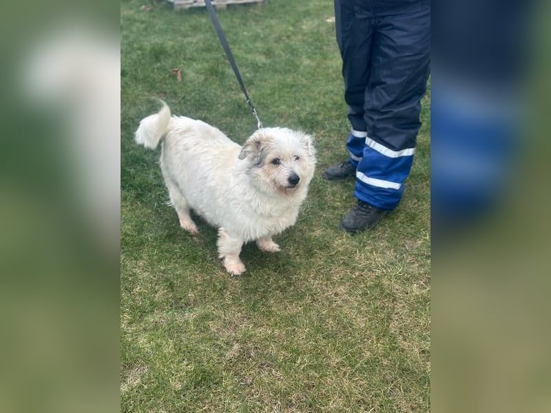Nuri - kleine Frohnatur auf Pflegestelle in 35329 Gemünden