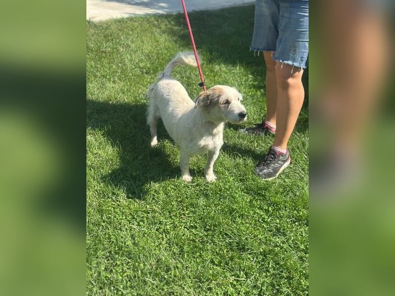 Nuri - kleine Frohnatur auf Pflegestelle in 35329 Gemünden