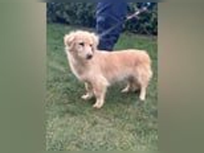 Milo - lieb und aufgeschlossen - auf Pflegestelle in 35329 Gemünden