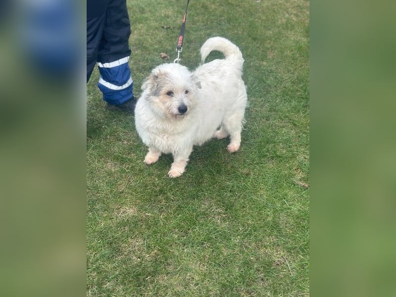 Nuri - kleine Frohnatur auf Pflegestelle in 35329 Gemünden