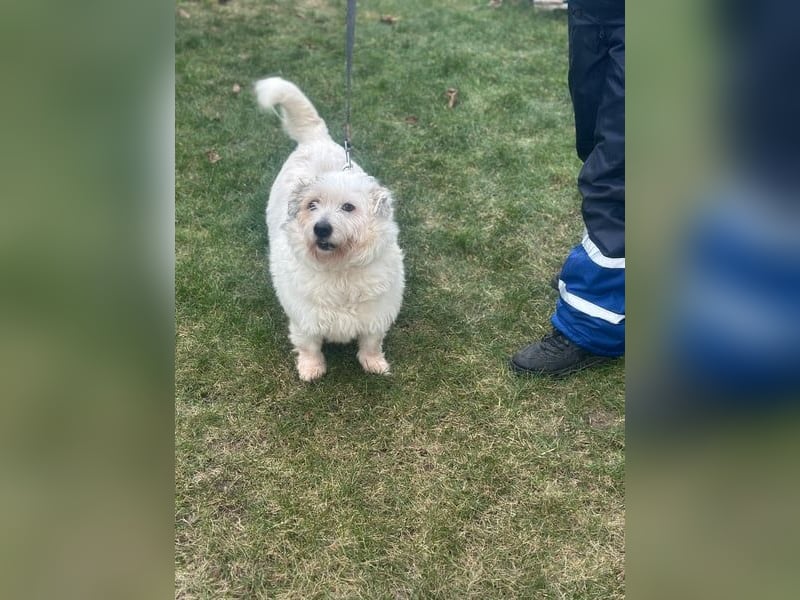 Nuri - kleine Frohnatur auf Pflegestelle in 35329 Gemünden