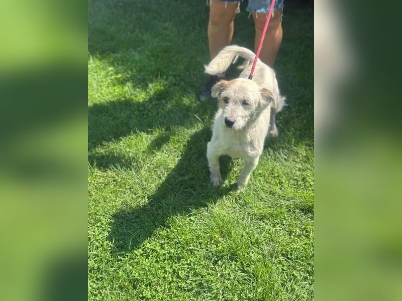 Nuri - kleine Frohnatur auf Pflegestelle in 35329 Gemünden