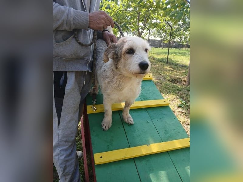 Nuri - kleine Frohnatur auf Pflegestelle in 35329 Gemünden