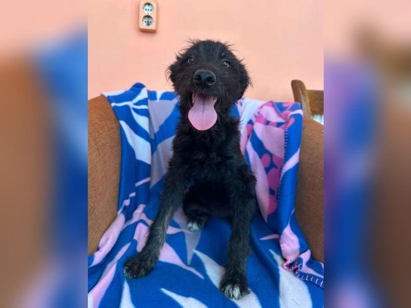 Elara - schwarze Plüschmaus sucht Familie!