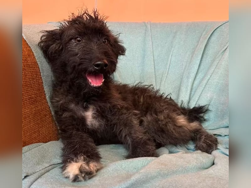 Rambo - schwarze Fluse sucht dich!