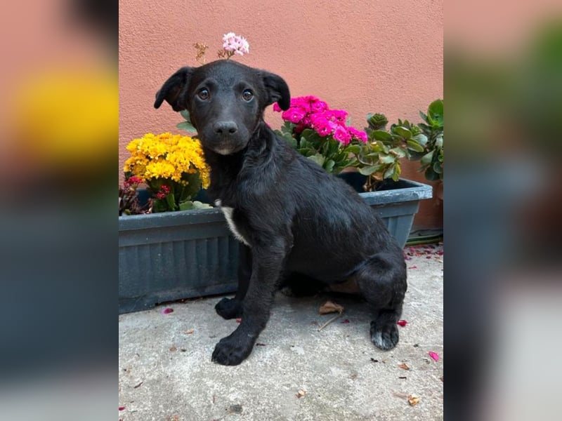 Luc - Frechdachs sucht sein Zuhause!