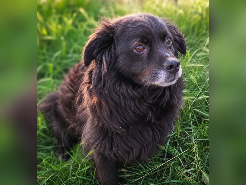 Gicu - kleiner Schatz sucht Zuhause!