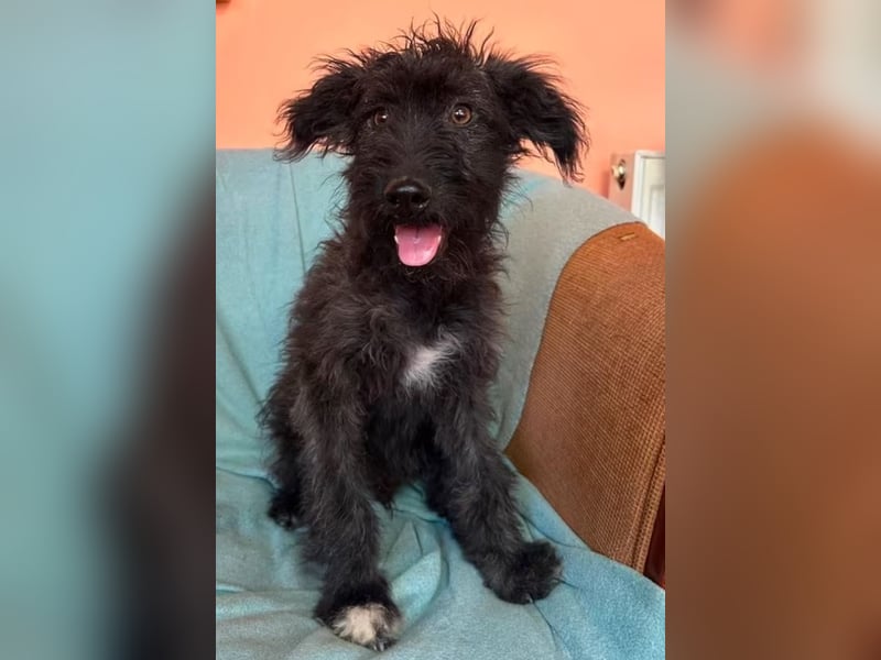 Rambo - schwarze Fluse sucht dich!