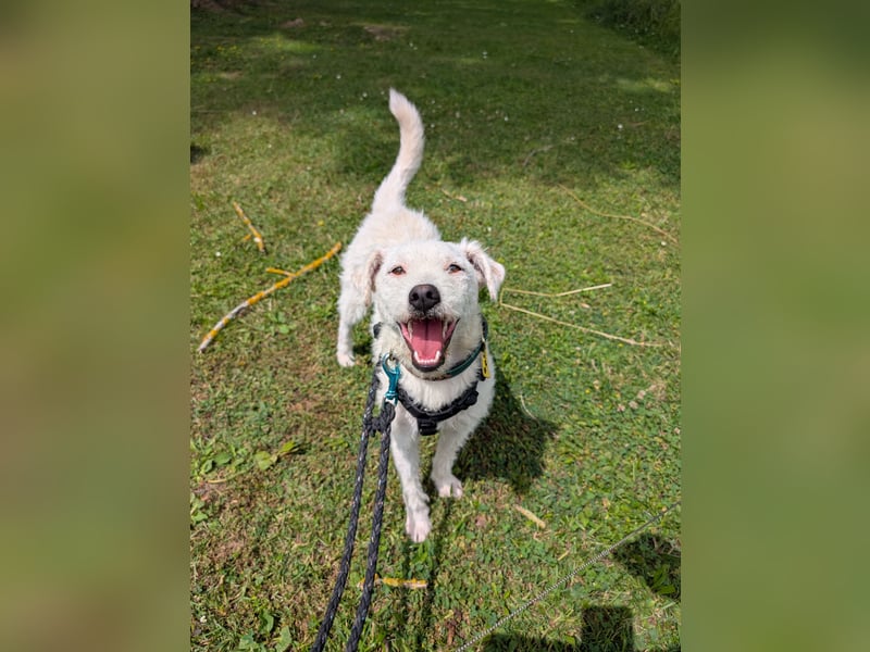 Nelly - Terrierdame sucht ihr für immer Zuhause!