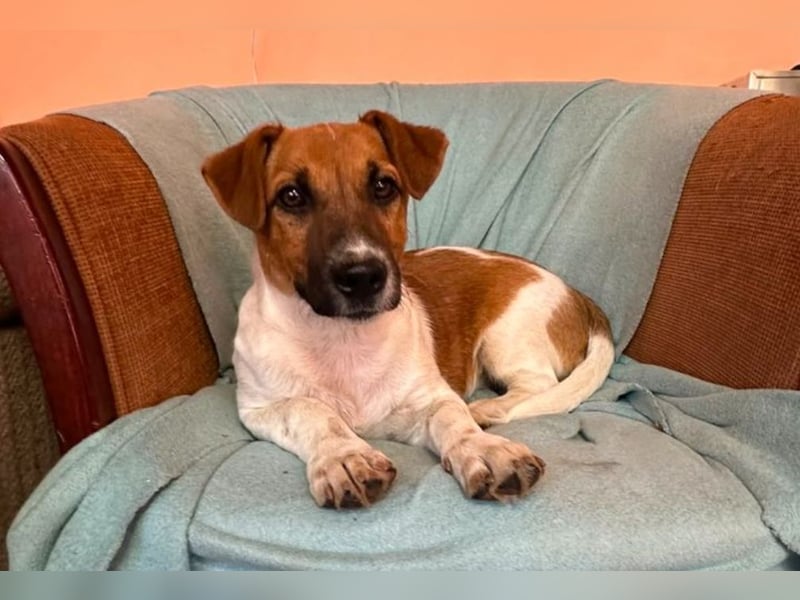 Dexter - kluger Kerl sucht seine Menschen!