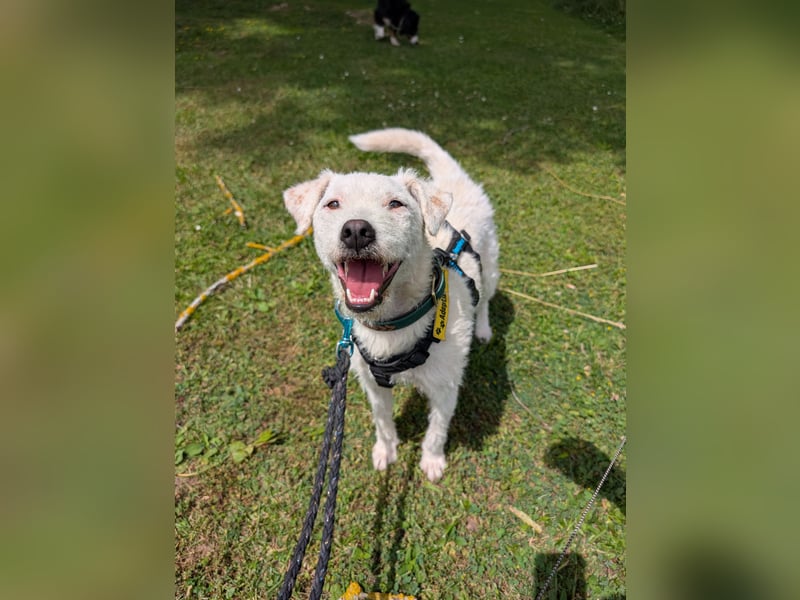 Nelly - Terrierdame sucht ihr für immer Zuhause!