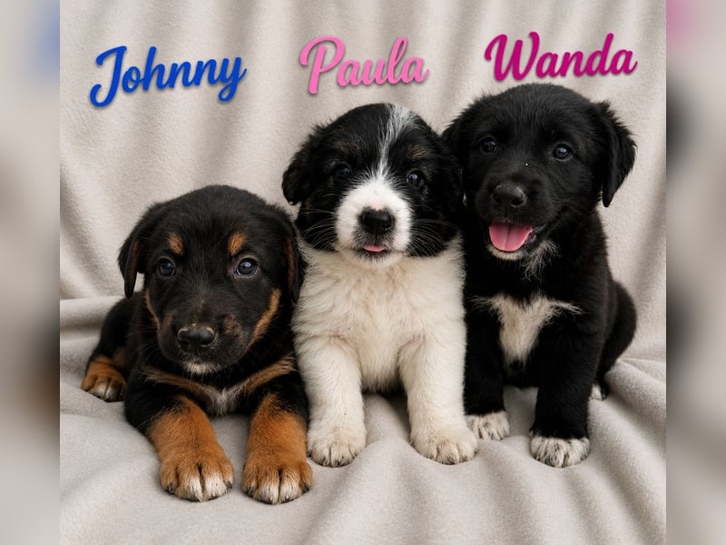 Wanda - kleines Wunder!