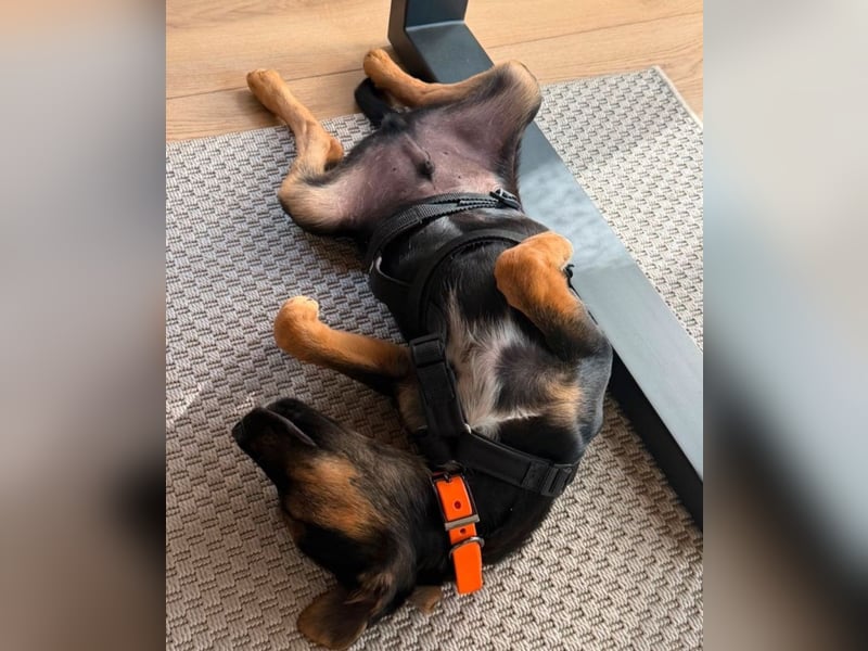 Johnny - kleiner Jungspund sucht dich!